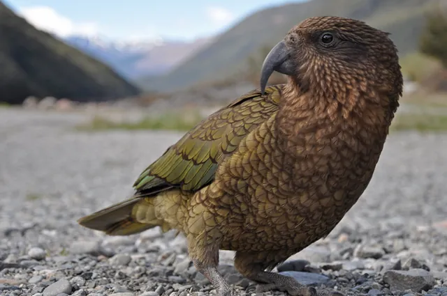 The Kea Mountain Parrots were plentiful and not afraid to pose for a close-up pic