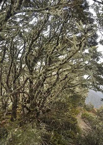 Love the lichen draped trees!