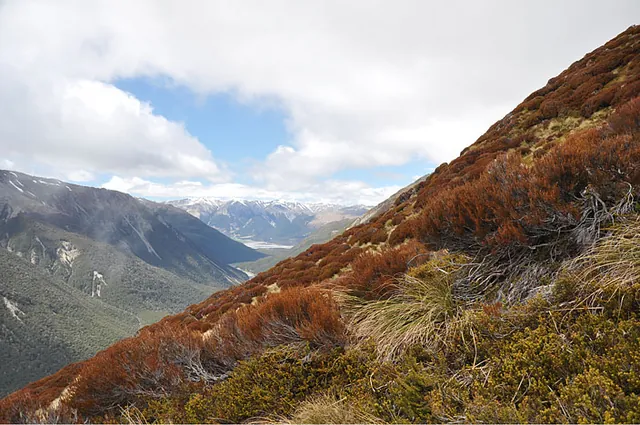 Colourful hillside bushes