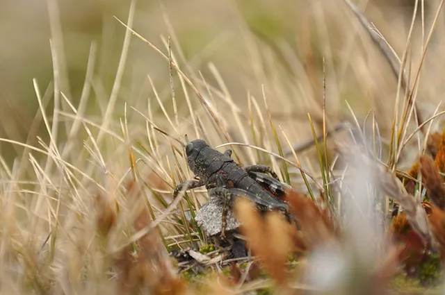 A cricket (I think) taking a rest in the grass