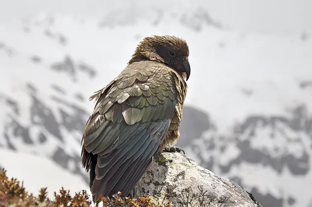 The Kea followed us all the way up