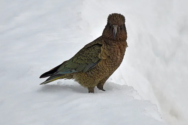 The Kea continues to follow