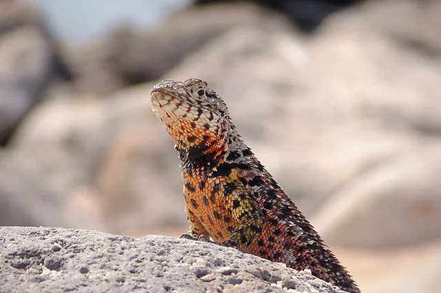A lava lizard