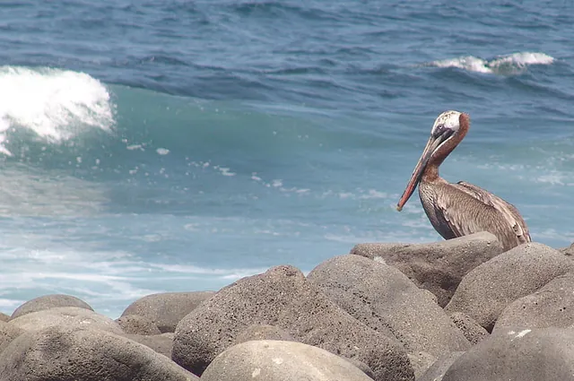 A pelican watching the breaking waves