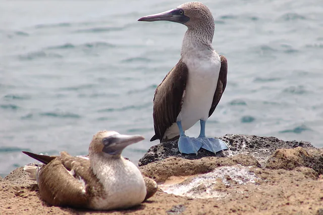 Blue footed boobies