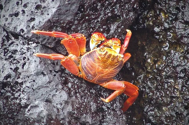 A sally lightfoot crab