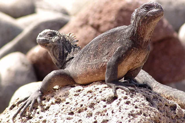 A pair of marine iguanas
