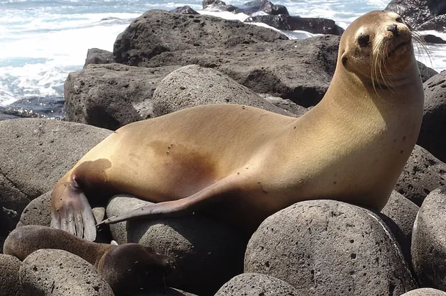 Galapagos Islands — photograph 15