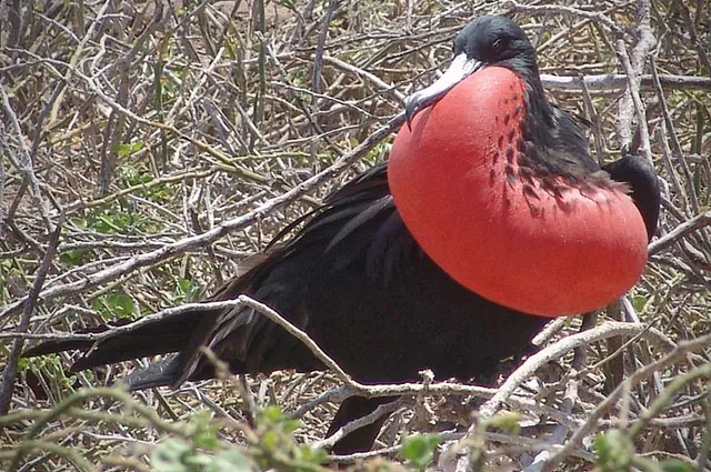 The male frigate and their impressive inflatable neck