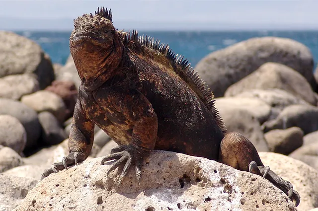 Galapagos Islands — photograph 20