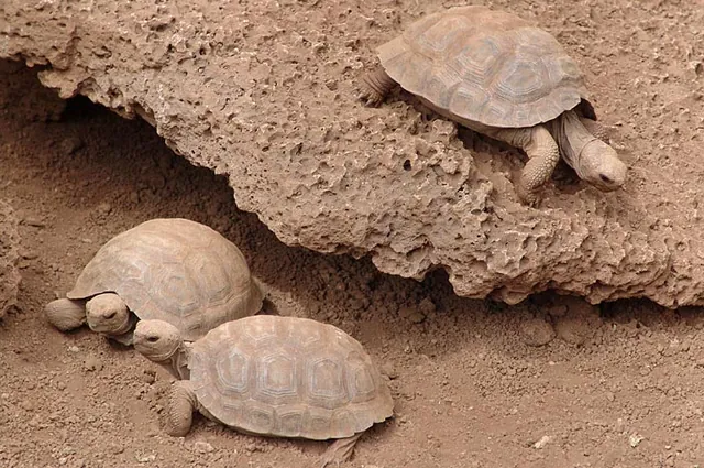 Ickle giant tortoises!
