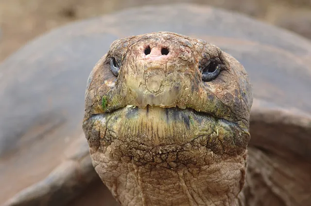 Galapagos Islands — photograph 27