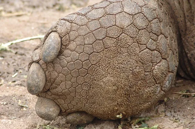 Huge paws!