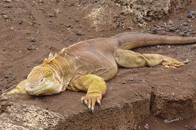 A land iguana