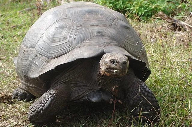 We also visited the giant tortoises out in the wild, just roaming about the fields