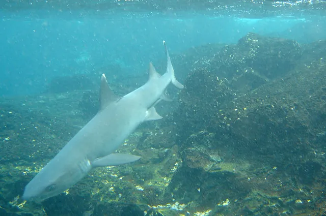 Met this White Tip in the shallows as we were snorkelling by Pinnacle Rock