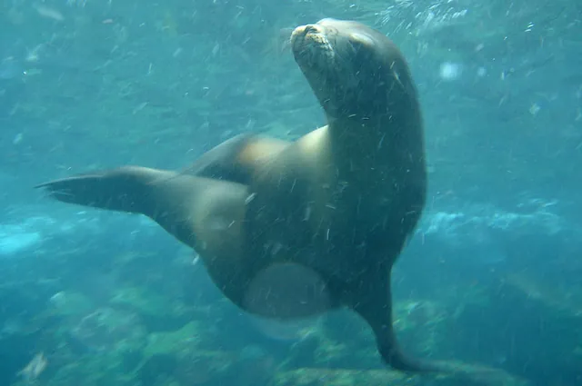 A playful seal joined us on the first equipment check dive, which made it difficult to concentrate on making sure everything was working OK