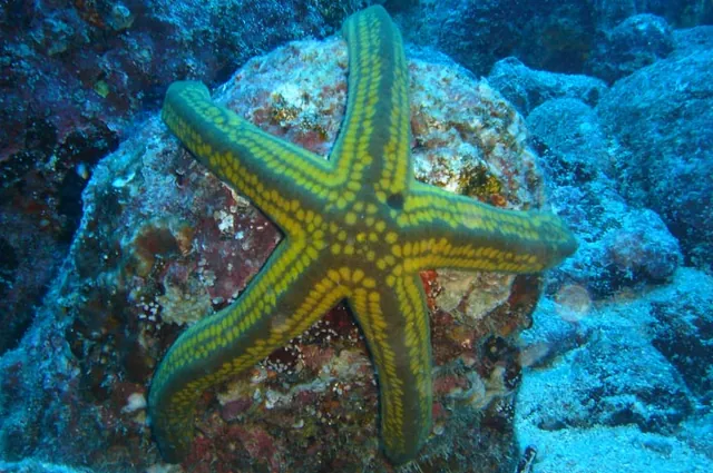 Starfish are one of the easier things to snap underwater since they stay still for the camera