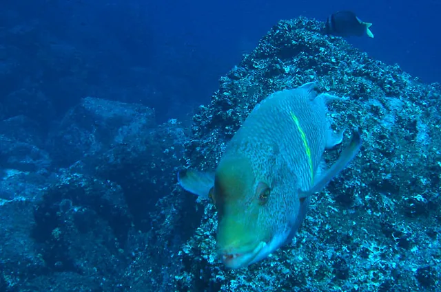 A humphead wrasse coming in close to pose for the camera