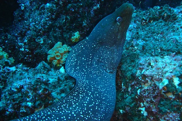 There were so many moray eels hiding in the rock floor that they became unsurprising