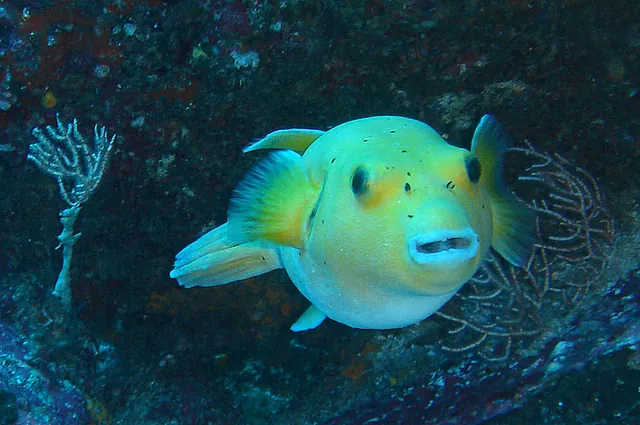 A guineafowl puffer in its 'Golden Phase'