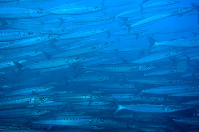 A school of barracuda