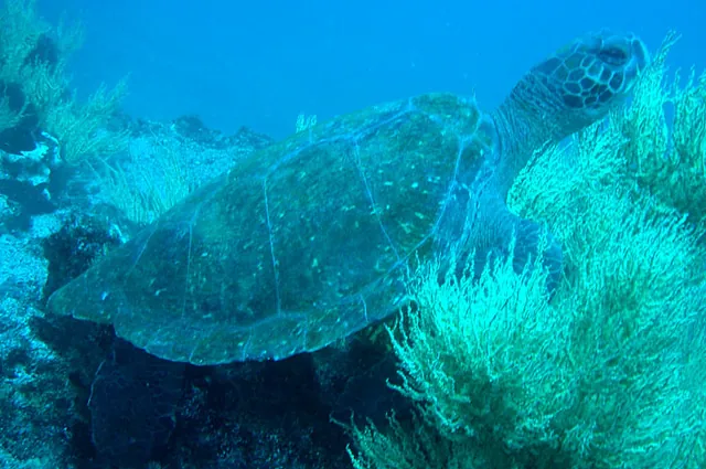 A Galapagos sea turtle