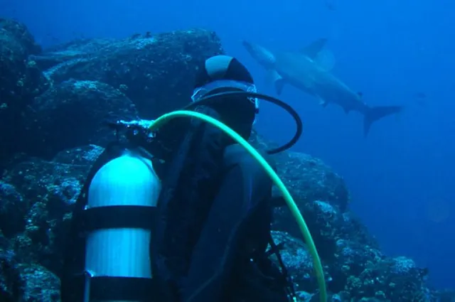 Gill cautious of a passing scary looking Galapagos reef shark