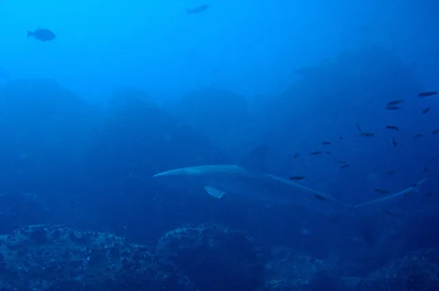 More A Galapagos reef shark creeping about ... they had a tendancy to sneak up on you unawares