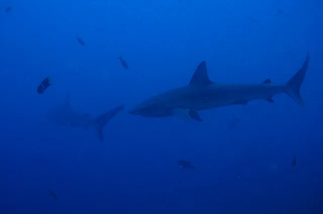 Galapagos Islands — photograph 46