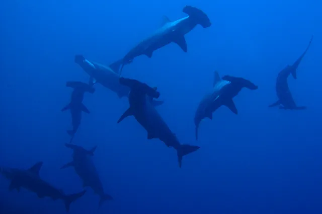 So many hammerhead sharks at Wolf Island... this, after all, is what it is famous for