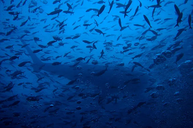 "Now if only those damn fish would clear out of the way, then I'd have a clear shot of that whale shark!"