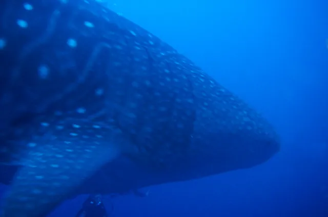 Check out the size of these giants compared to the diver behind