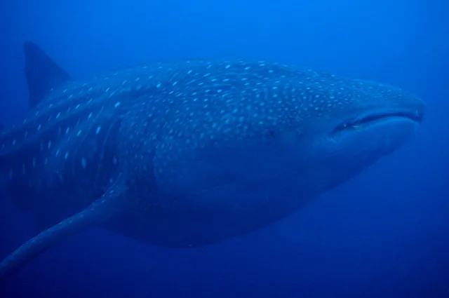Just one of the eighteen whale shark sightings that we saw during our two UNBELIEVABLE days at Darwin
