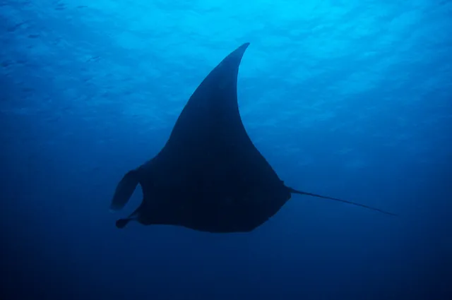 Loads of giant manta rays to be seen at Cape Marshall