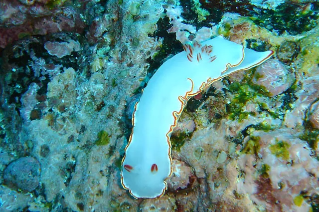 A gorgeous nudibranch