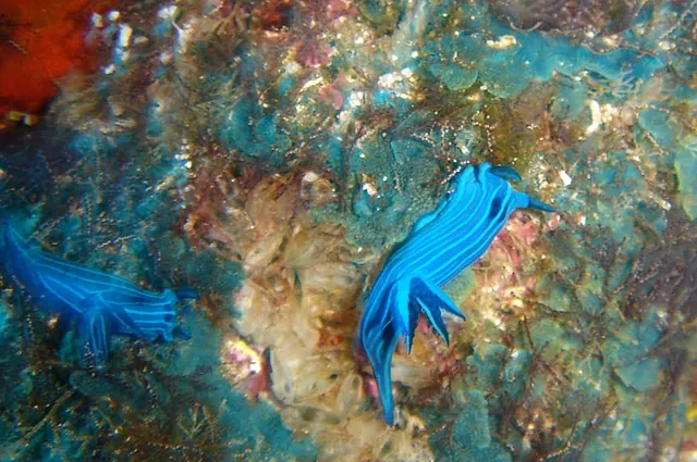 A pair of nudibranchs ... love em!