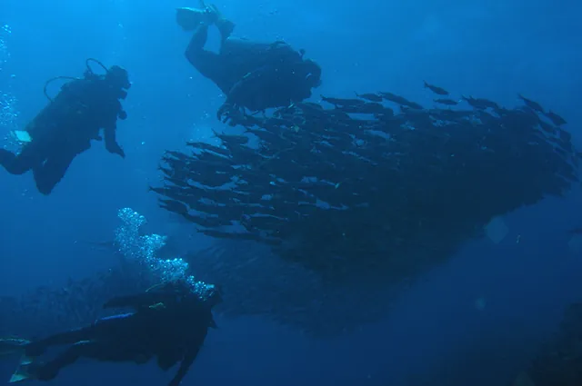 Divers herding and swimming into shoals of fish