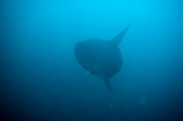 The very mysterious sun fish ... no tail, strange facial expression!