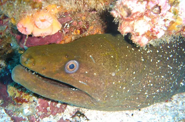 The moray eels are pretty camera friendly when they're sitting still