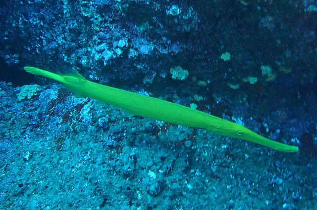 A trumpetfish