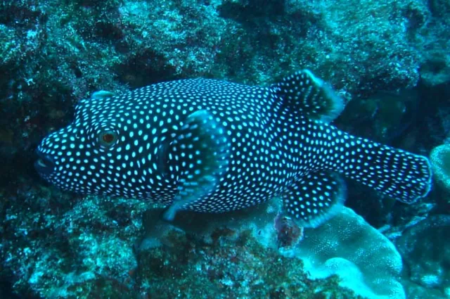 A spotted puffer
