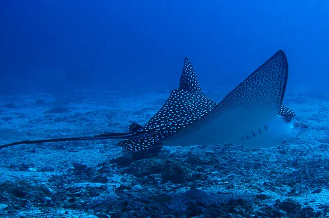 A fantastic shot of a spotted eagle ray