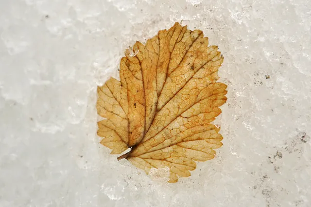A leaf blown into the middle of the glacier and frozen in ice