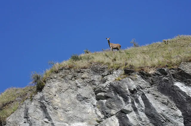 Venison meat is a big thing in NZ (I never knew that before). A lot of deer are farmed and I think this one got loose