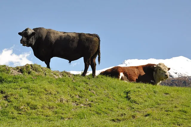 Good quality living out here for the beef cattle