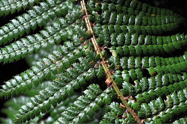 NZ is possibly the fern capital of the world. Love it!