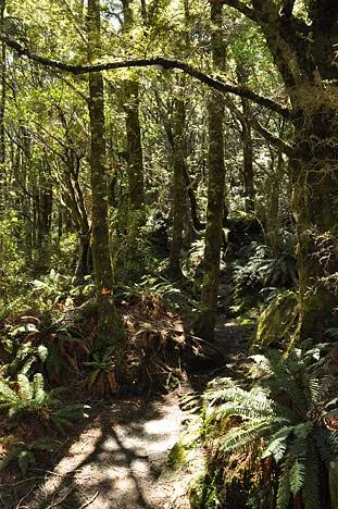 Alpine forest section... after a month of NZ tramping, we realised that these feature on almost every track