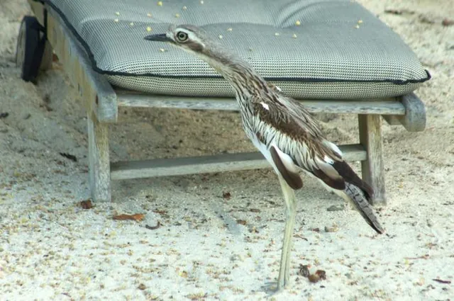 The island is home to these strange looking curlew birds which make one hell of a racket