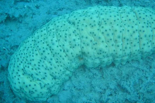 A giant sea cucumber on the bottom